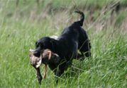 Labrador retriever training.