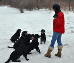 Basci Gun Dog Training - Janet Pelfresne, Storm's Ahead Kennels.